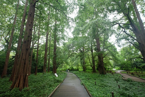DSCF2299 - 【聖地巡礼】Forest【東京・新宿御苑】Forestの世界観についての雑感