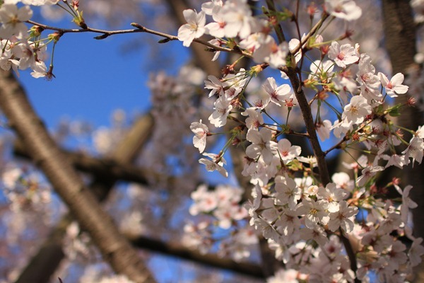 聖地巡礼記:秒速5センチメートル@参宮橋 桜咲く代々木公園を散歩する