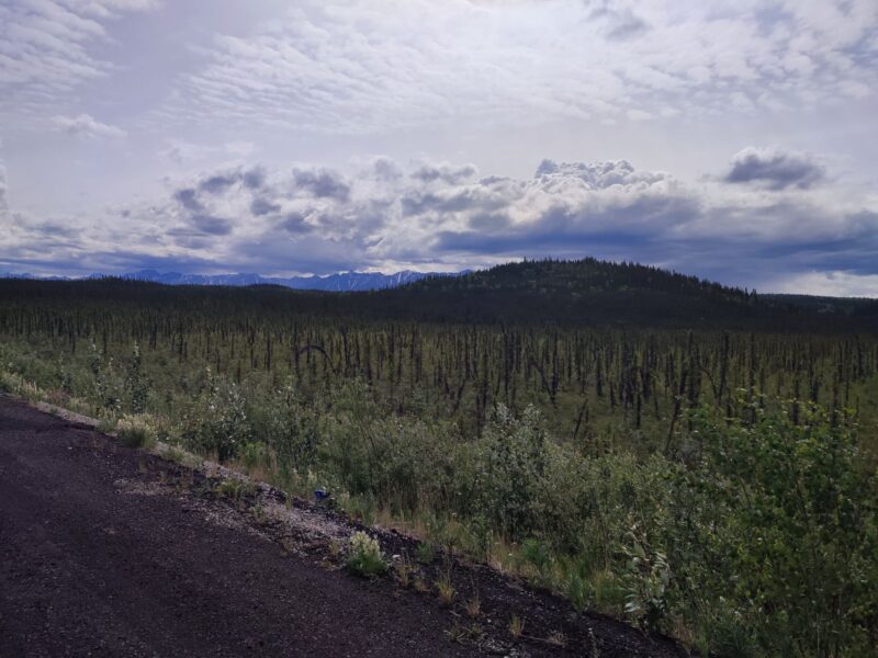 image 344 - カナダ国境へ|アラスカ・アメリカ合衆国自転車旅行記 （2023年6月~7月）