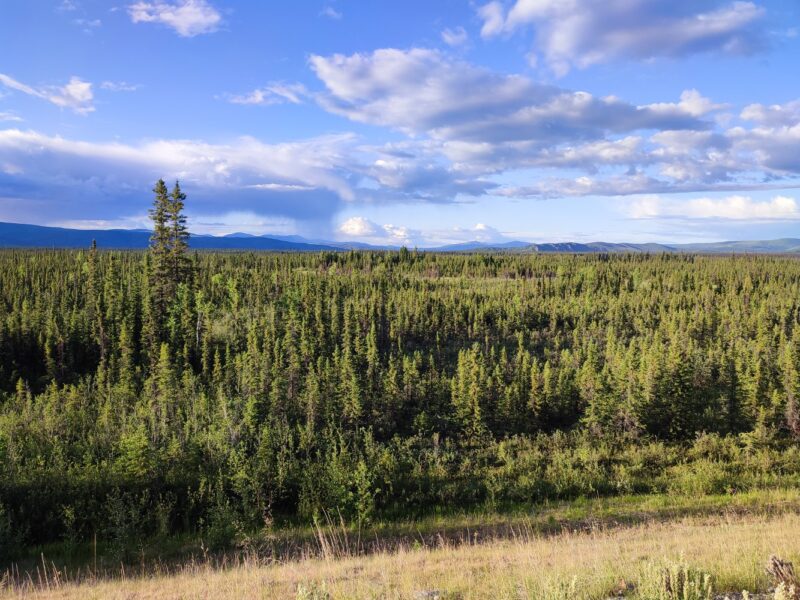 image 361 - カナダ国境へ|アラスカ・アメリカ合衆国自転車旅行記 （2023年6月~7月）